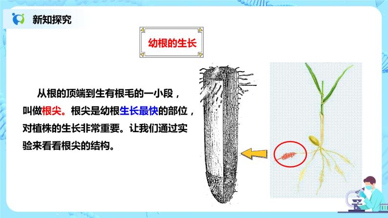 人教新版生物七年级上册《植株的生长》课件+教案+练习04