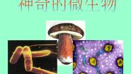 初中生物苏教版八年级上册第三节 神奇的微生物精品课件ppt