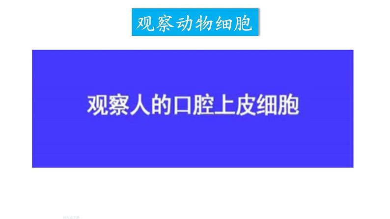人教版七年级生物上册课件--第三节 动物细胞第5页