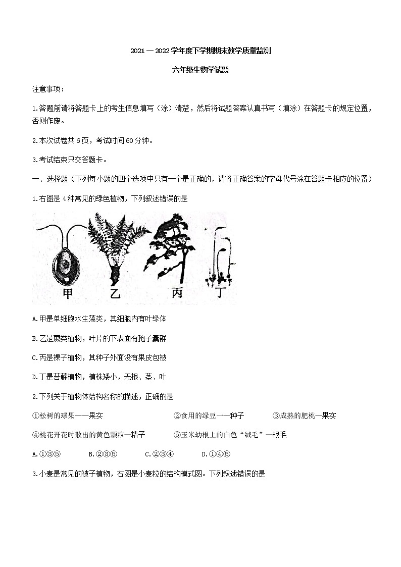 山东省泰安市肥城市2021-2022学年六年级下学期期末生物试题(word版含答案)第1页