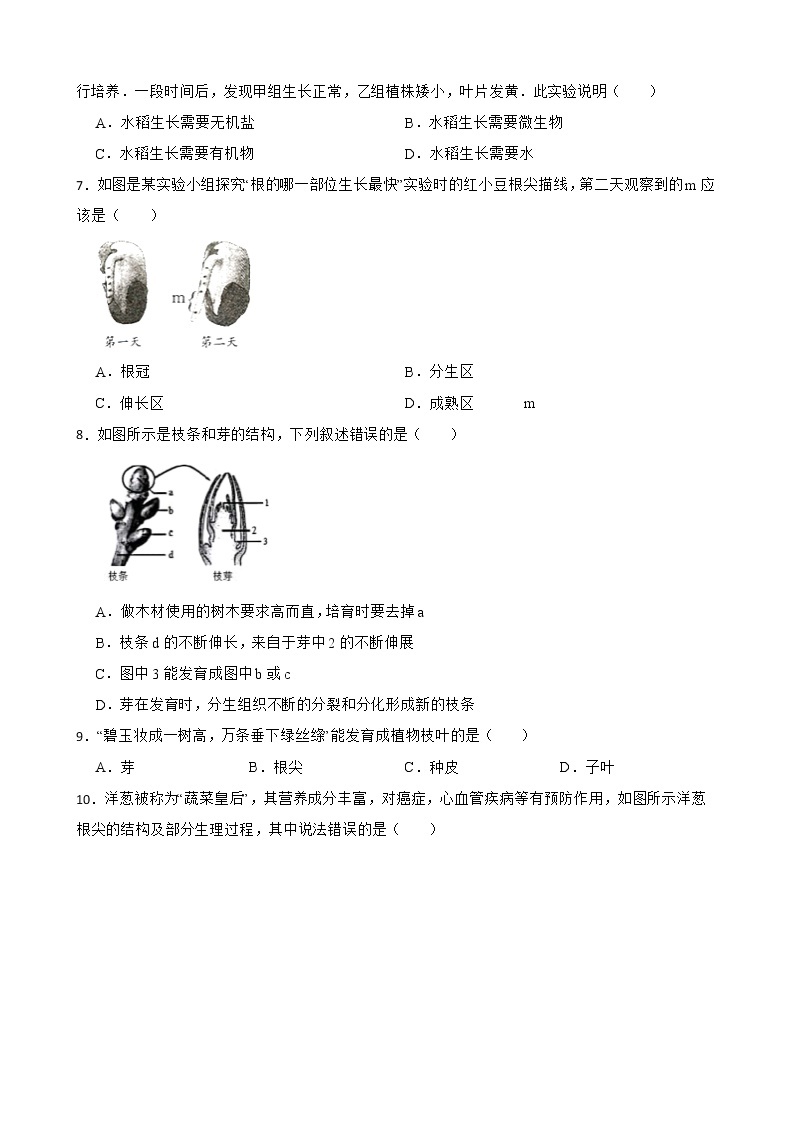 3.2.2植株的生长知识梳理及练习 2022-2023年人教版生物七年级上册02