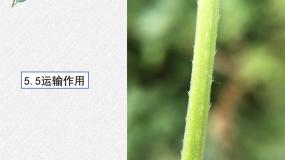 生物七年级上册第5节  运输作用背景图ppt课件