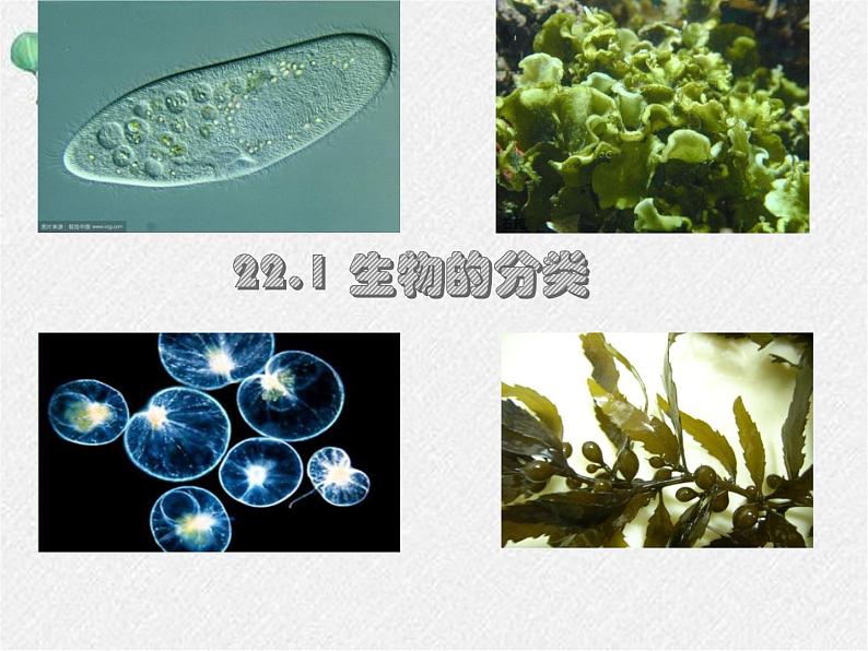 北师大版生物八年级下册第22章第1节《 22.1 生物的分类》PPT课件第1页