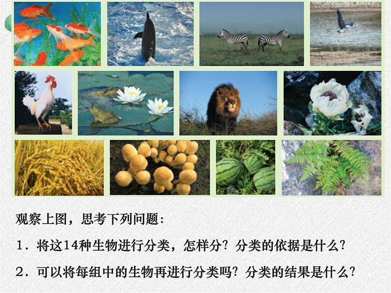 北师大版生物八年级下册第22章第1节《 22.1 生物的分类》PPT课件第3页