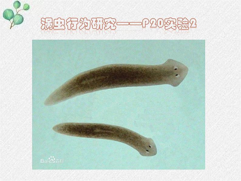 北师大版生物八年级上册第16章第1节《先天性行为和后天学习行为 》PPT课件第3页