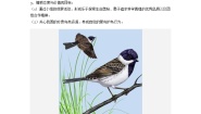 冀教版七年级上册第八节 鸟类教学设计及反思