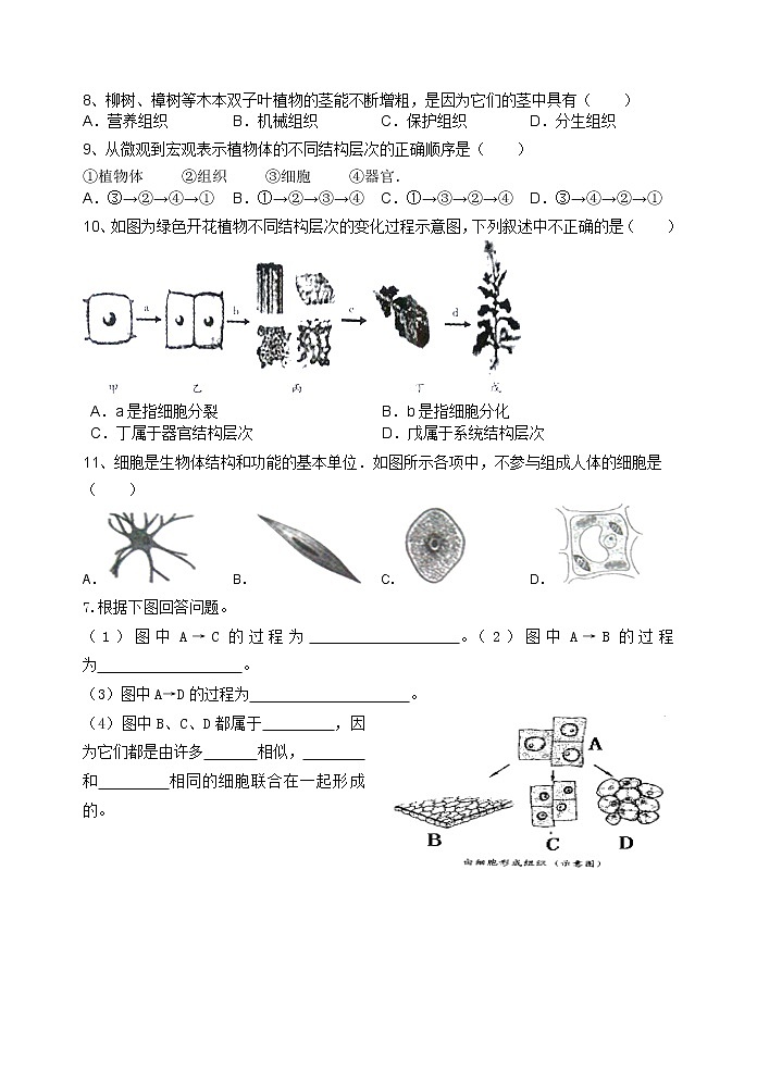 冀少版七上生物 2.3多细胞生物体 学案02