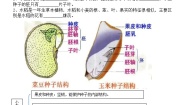 冀教版七年级上册第一单元  我们身边的生命世界第三章  形形色色的植物第六节 被子植物学案设计