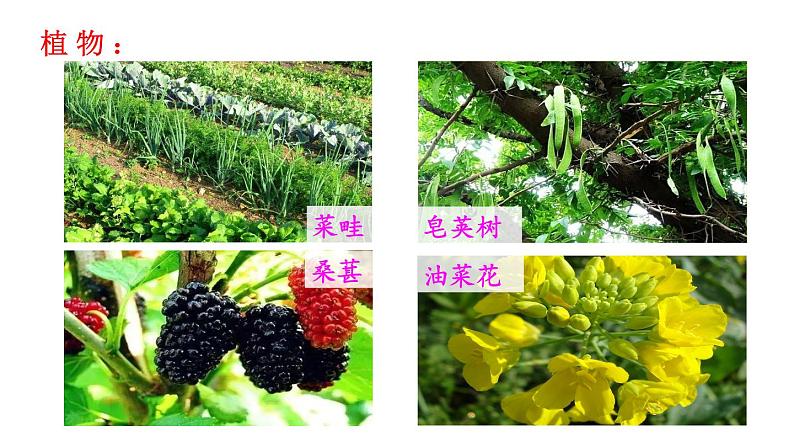 人教版七年级生物上册课件 第1单元 第1章 第2节 调查周边环境中的生物03