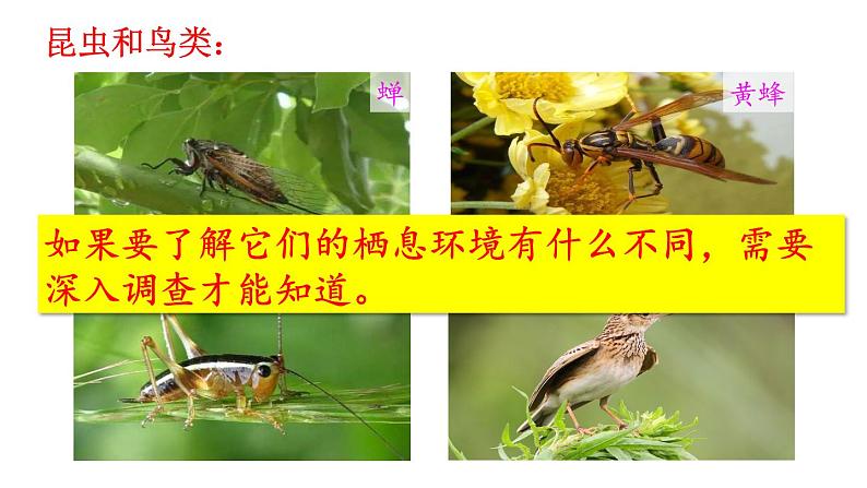 人教版七年级生物上册课件 第1单元 第1章 第2节 调查周边环境中的生物04