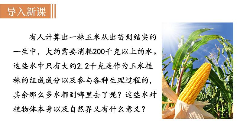 人教版七年级生物上册课件 第3单元 第3章 绿色植物与生物圈的水循环02
