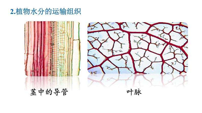 人教版七年级生物上册课件 第3单元 第3章 绿色植物与生物圈的水循环08