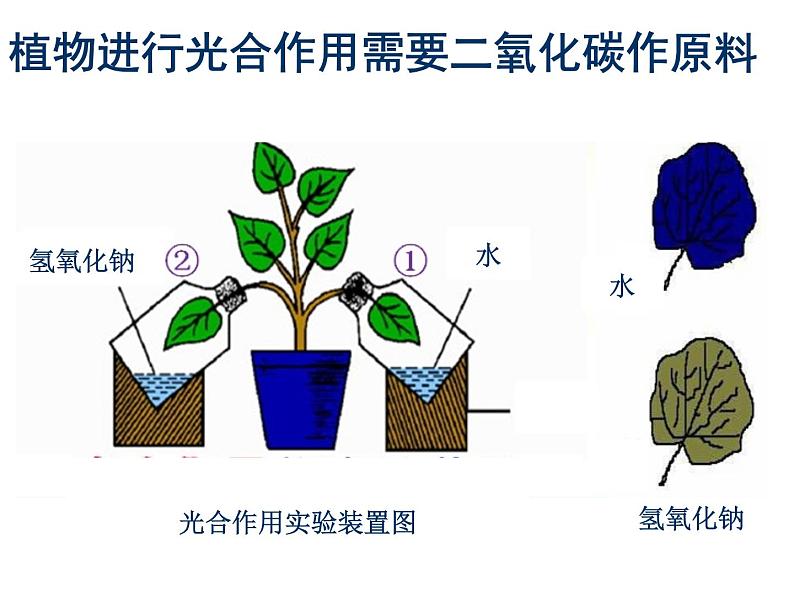 光合作用吸收二氧化碳释放氧气 综合课件第4页