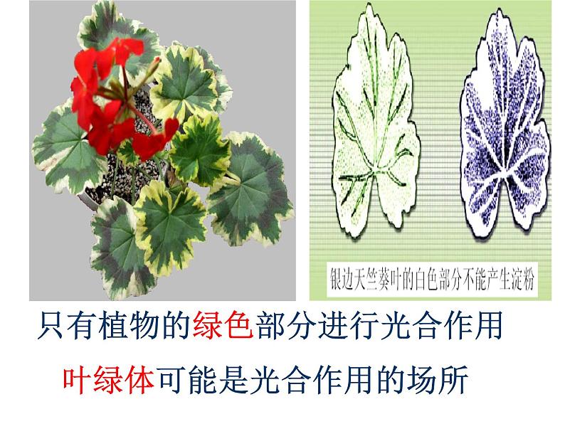 光合作用吸收二氧化碳释放氧气 综合课件第7页