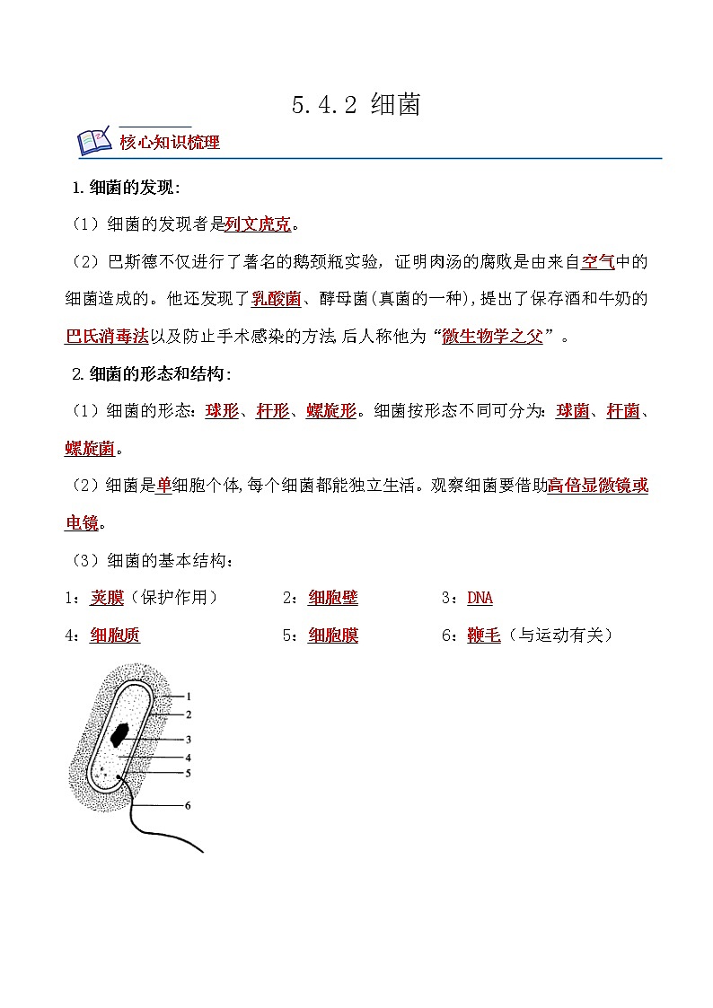 5.4.2 细菌-2022-2023学年八年级生物上册课后培优分级练(人教版)(解析版)第1页