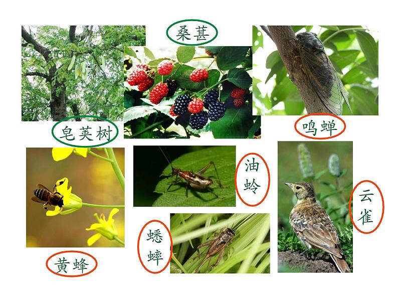 第二节 调查周边环境中的生物 课件04