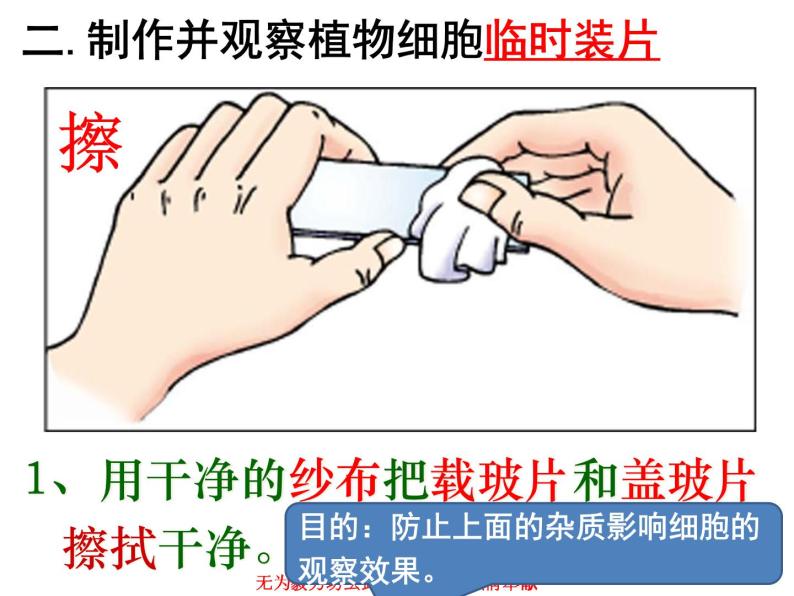 第二节  植物细胞 课件05