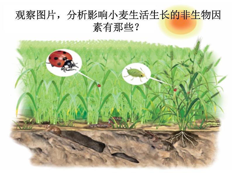 第一节 生物与环境的关系 课件06