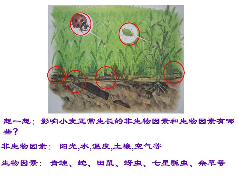 第一节 生物与环境的关系 课件07
