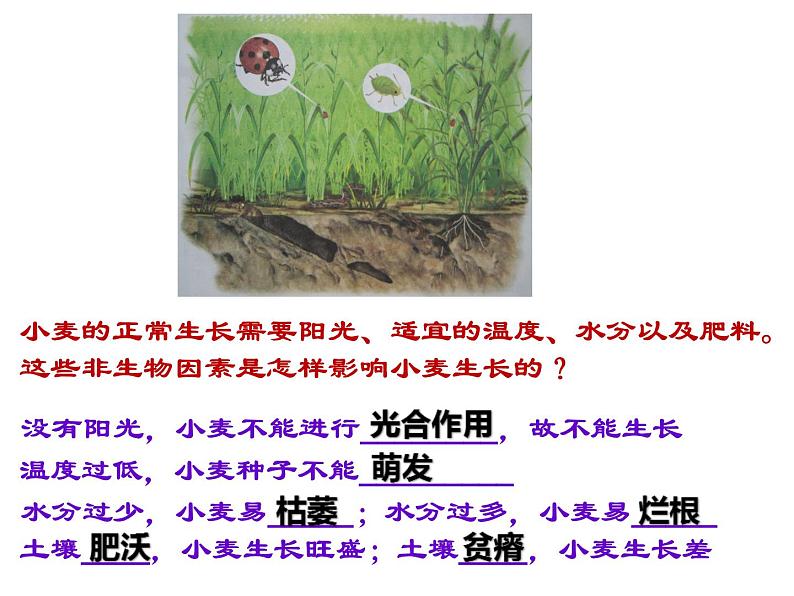 第一节 生物与环境的关系 课件08