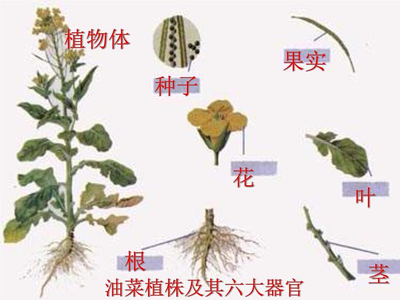 第三节 植物体的结构层次第6页