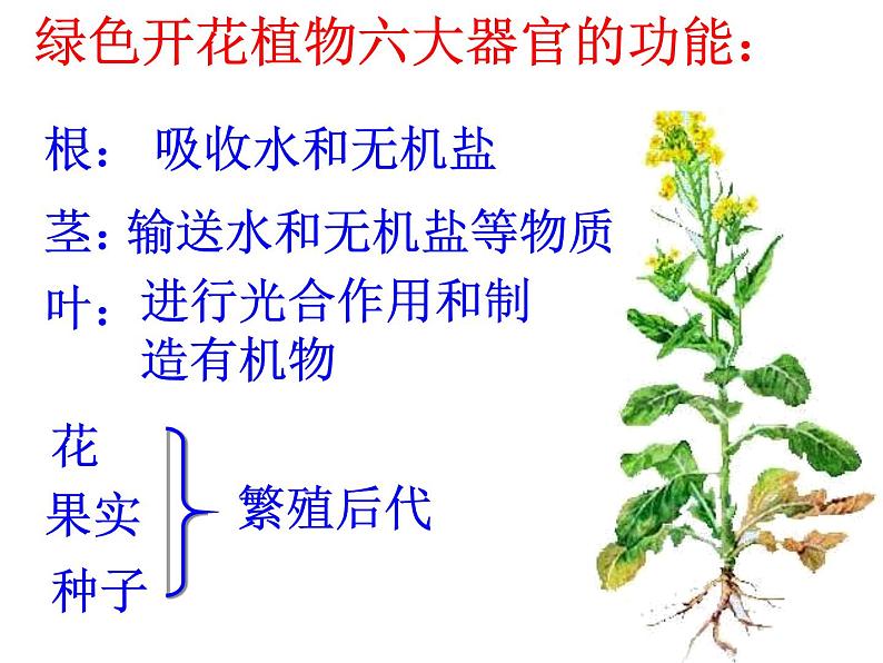 第三节 植物体的结构层次第8页