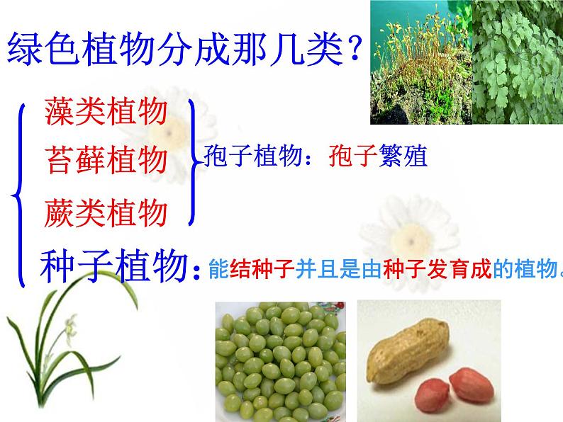 第二节 种子植物第3页