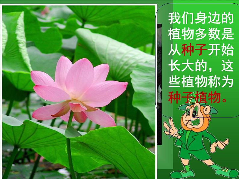 第二节 种子植物第4页