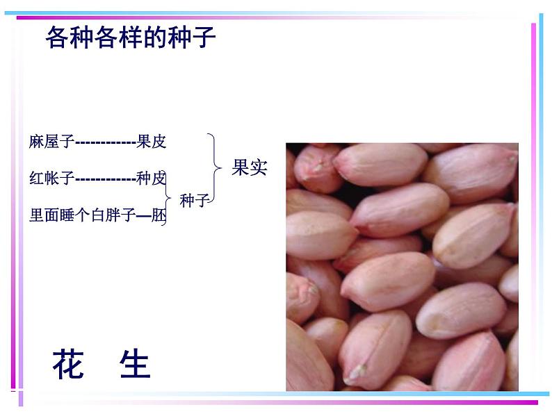 第二节 种子植物第5页