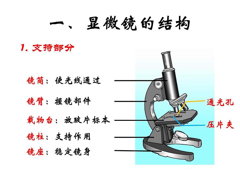 练习使用显微镜 课件+教案05