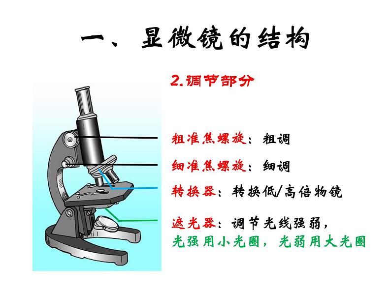 练习使用显微镜 课件+教案06