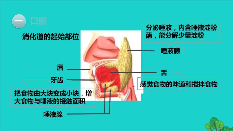 生物人教版七年级下册同步教学课件第4单元 生物圈中的人第2章 人体的营养第2节消化和吸收第1课时食物的消化08