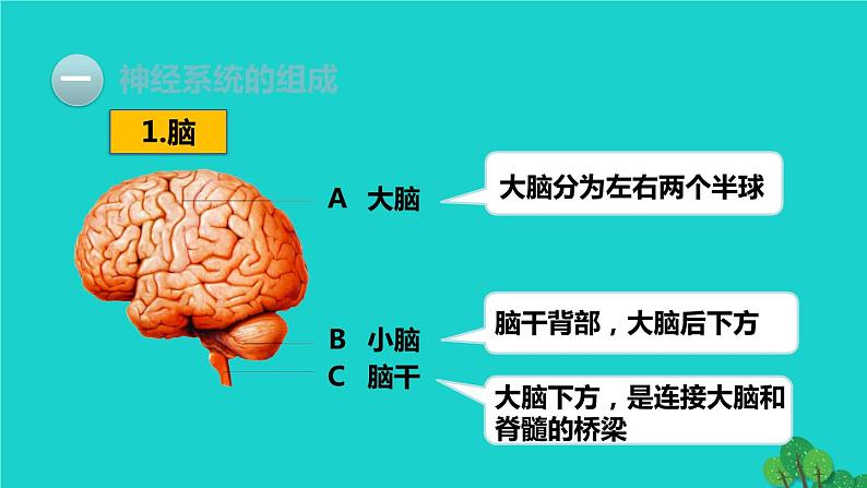 生物人教版七年级下册同步教学课件第4单元 生物圈中的人第6章 人体生命活动的调节第2节神经系统的组成第6页