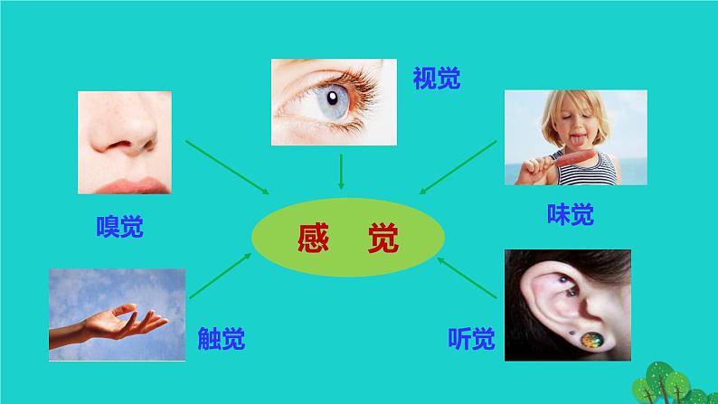 生物人教版七年级下册同步教学课件第4单元 生物圈中的人第6章 人体生命活动的调节第1节人体对外界环境的感知05