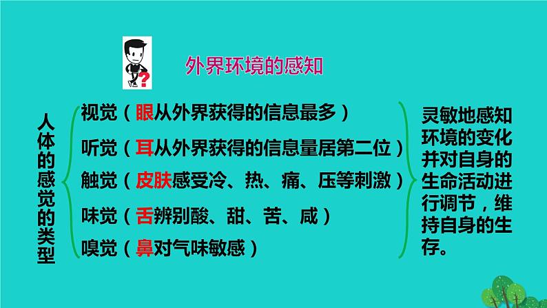 生物人教版七年级下册同步教学课件第4单元 生物圈中的人第6章 人体生命活动的调节第1节人体对外界环境的感知06