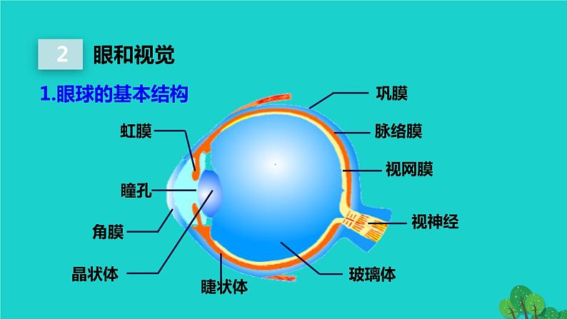 生物人教版七年级下册同步教学课件第4单元 生物圈中的人第6章 人体生命活动的调节第1节人体对外界环境的感知07