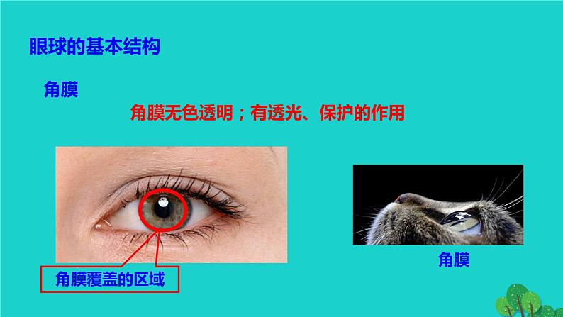 生物人教版七年级下册同步教学课件第4单元 生物圈中的人第6章 人体生命活动的调节第1节人体对外界环境的感知08