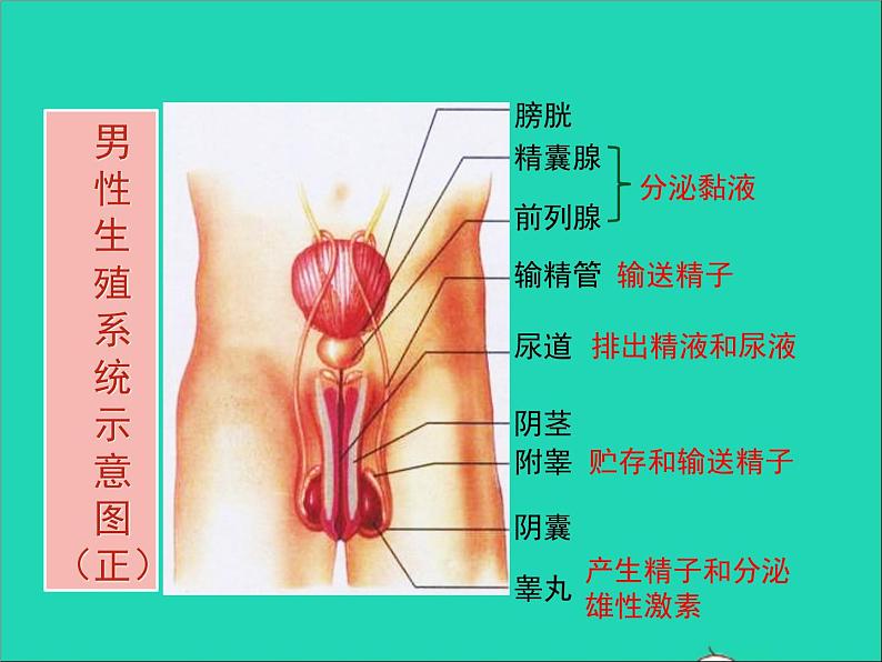 生物人教版七年级下册同步教学课件第4单元 生物圈中的人第1章人的由来第2节人的生殖第4页