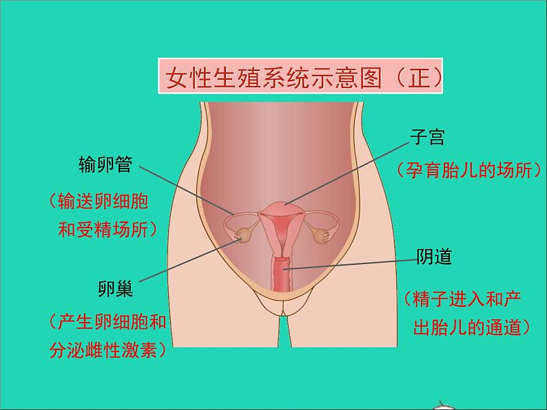 生物人教版七年级下册同步教学课件第4单元 生物圈中的人第1章人的由来第2节人的生殖第6页