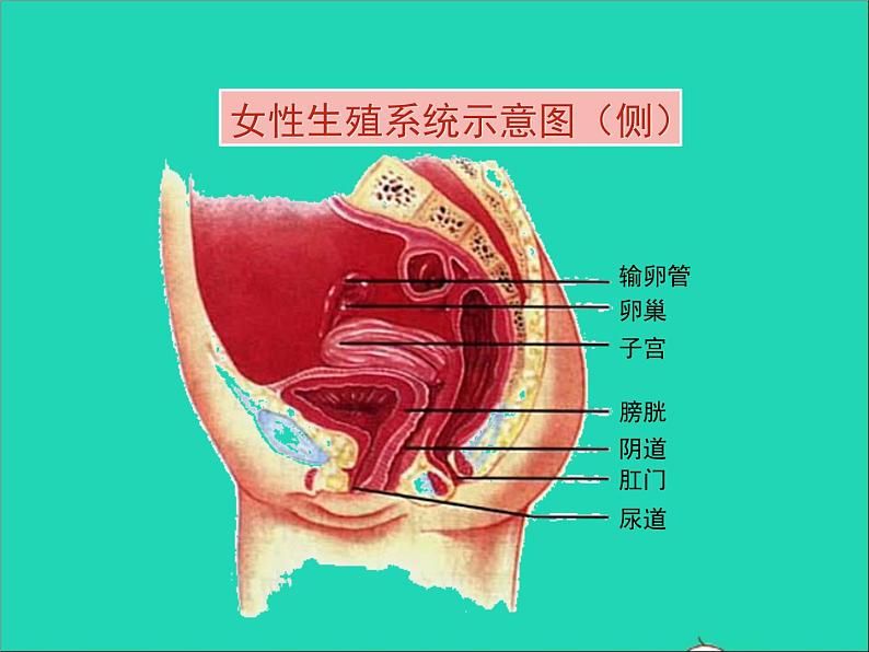 生物人教版七年级下册同步教学课件第4单元 生物圈中的人第1章人的由来第2节人的生殖第7页