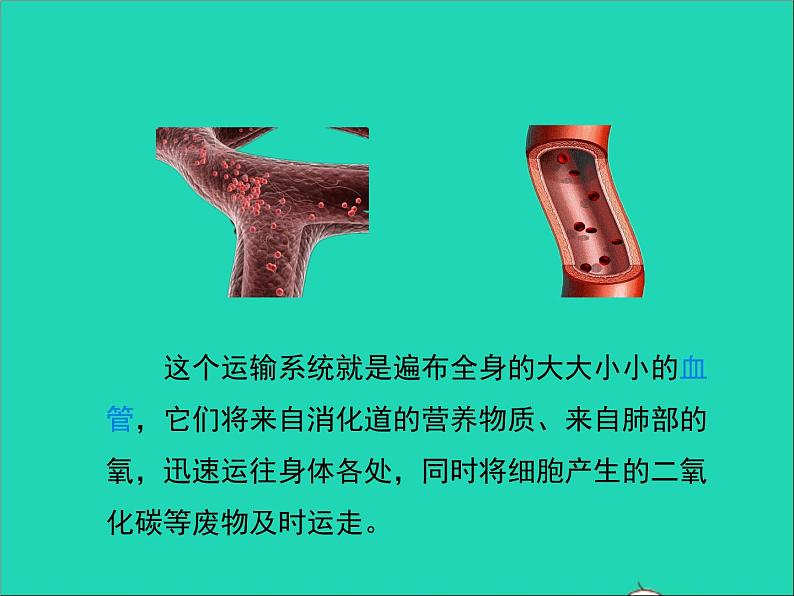 生物北师大版七年级下册同步教学课件第4单元 生物圈中的人第9章人体内的物质运输第2节血液循环第1课时血液流动的管道1第3页