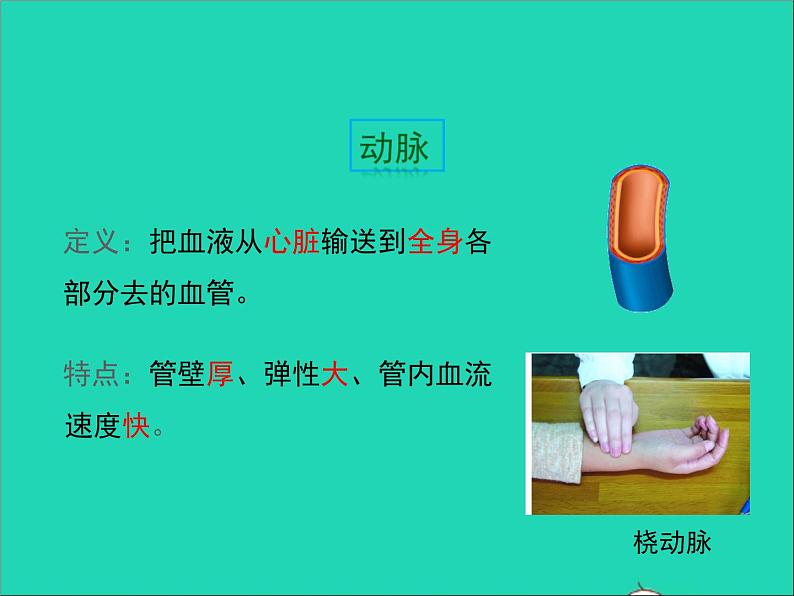 生物北师大版七年级下册同步教学课件第4单元 生物圈中的人第9章人体内的物质运输第2节血液循环第1课时血液流动的管道1第5页