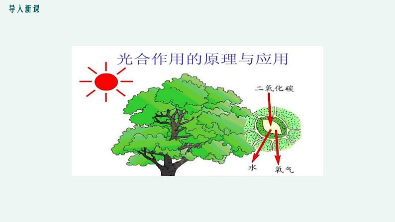 5.1 光合作用(第2课时) 光合作用的原理和应用 课件 初中生物北师大版 七年级上册第3页