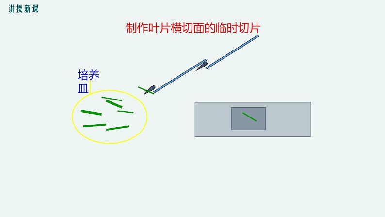 5.1 光合作用(第2课时) 光合作用的原理和应用 课件 初中生物北师大版 七年级上册第6页