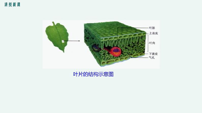 5.1 光合作用(第2课时) 光合作用的原理和应用 课件 初中生物北师大版 七年级上册第8页