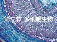 初中生物冀少版 七年级上册 1.2.3 多细胞生物体 课件