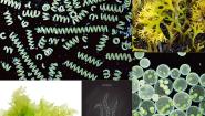 2020-2021学年第三节  藻类植物多媒体教学ppt课件