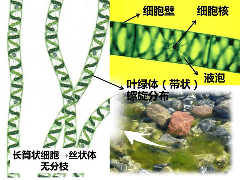 初中生物冀少版 七年级上册 1.3.3 藻类植物  课件03