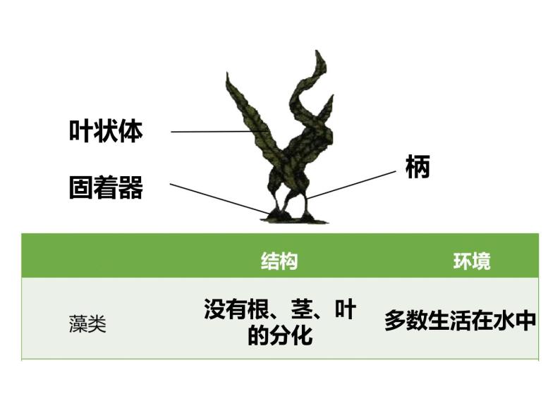 初中生物冀少版 七年级上册 1.3.3 藻类植物  课件04