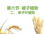 初中生物冀少版 七年级上册 1.3.6 被子植物 单子叶植物 课件